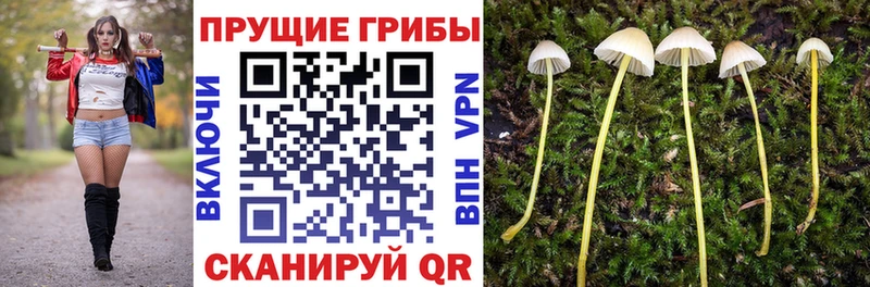 Купить где  Терек  Галлюциногенные грибы MAGIC MUSHROOMS 